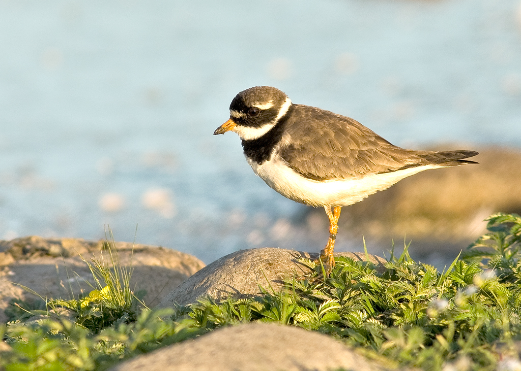 Större strandpipare