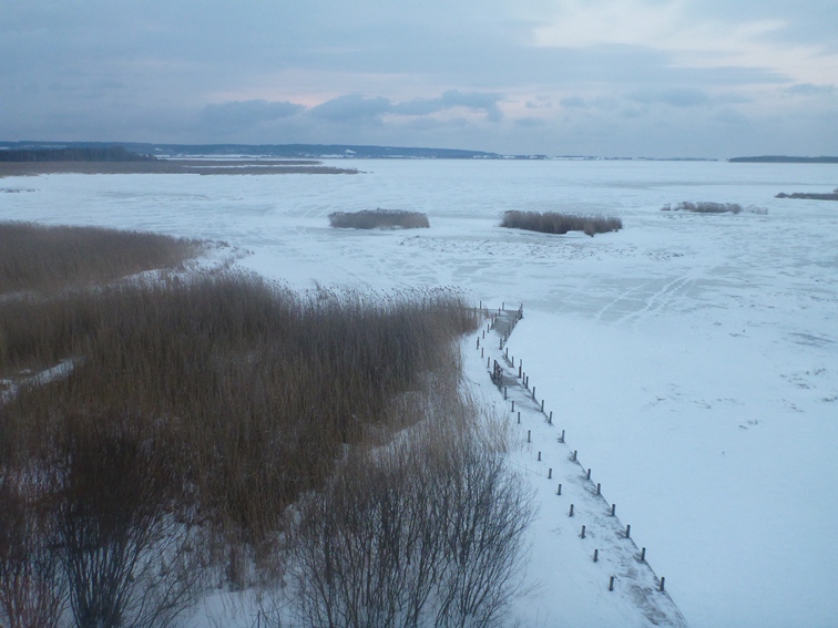 Tåkern vinter 2013